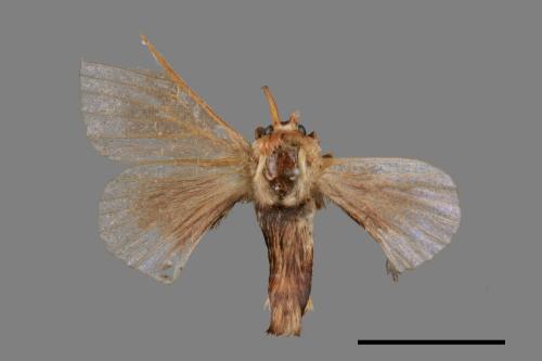 Triuncina brunnea[褐斑白蠶蛾][00059819]