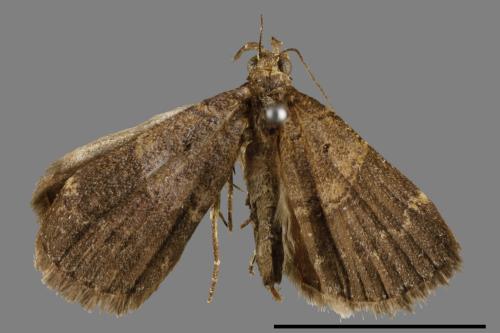 <已分類>Family：Noctuidae[夜蛾科][00010597]