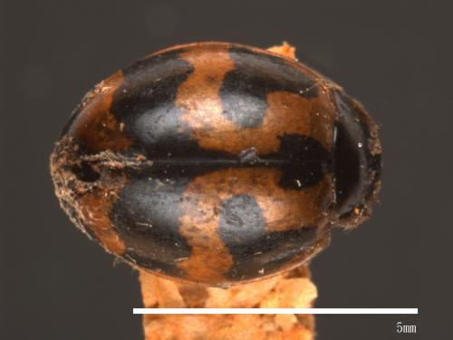 Coccinella transversalis[狹臀瓢蟲][00085988]