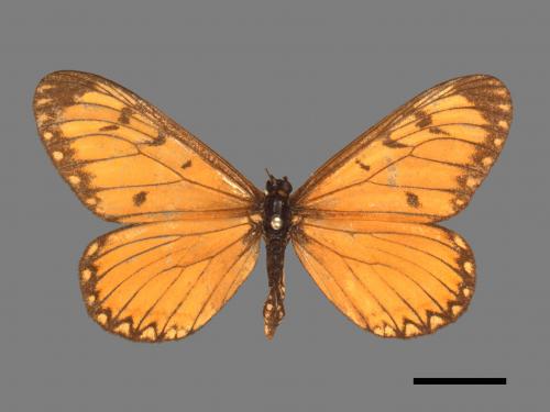 Acraea issoria formosana[細蝶][00014627]