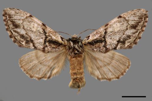 Phalerodonta inclusa formosana[幽蠶舟蛾][00057079]