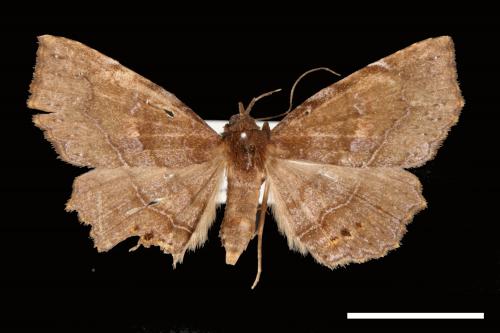Eutrogia morosa[00007577]