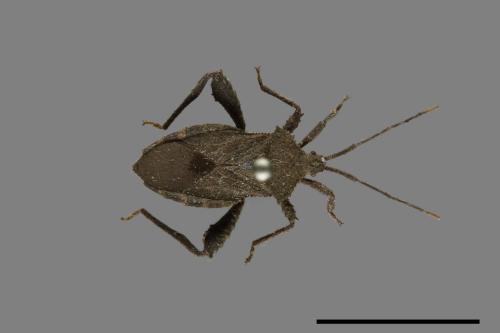 Acanthocoris scaber[瘤緣蝽][00075301]