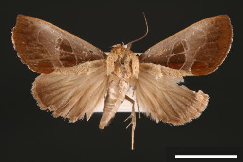 Westermannia elliptica[00058374]