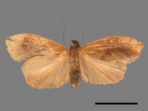 Gampola fasciata[曲苔蛾][00042349]