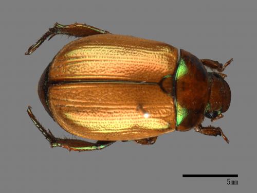 Mimela testaceoviridis[黃艷金龜][00081366]