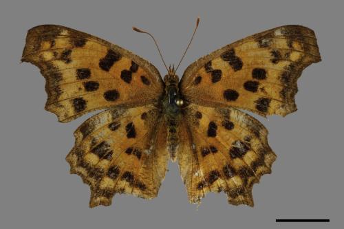 Polygonia c-aureum lunulata[黃蛺蝶][00101373]