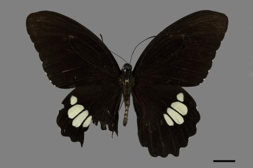 Papilio castor formosanus[無尾白紋鳳蝶][00101571]