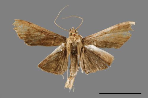 <已分類>Family：Crambidae[草螟科][00065082]