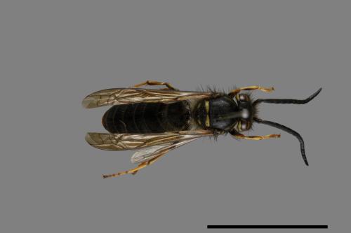 Vespula flaviceps[細黃胡蜂][00073428]