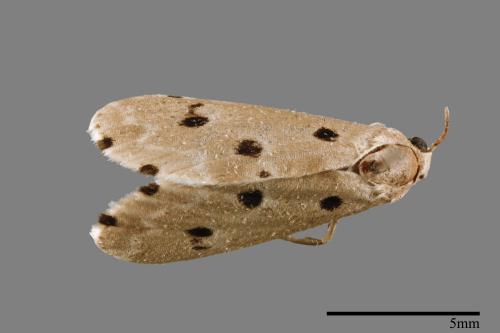 Metaemene atrigutta maculata[麗夜蛾][00009190]