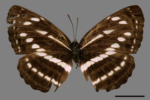 Neptis nata lutatia[臺灣三線蝶][00015280]