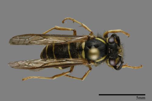 Vespula flaviceps[細黃胡蜂][00120607]