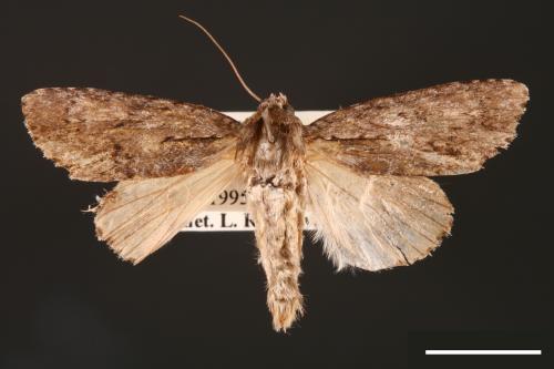 Acronicta denticulata pernivea[00000376]