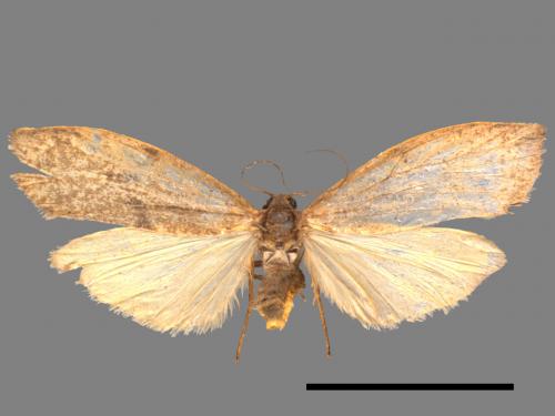 Eilema rubrescens[中條灰苔蛾][00045330]