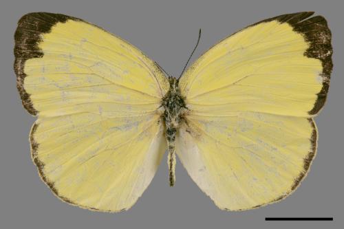 Eurema hecabe hobsoni[荷氏黃蝶][00024790]