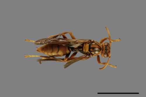 Polistes jokahamae[果馬蜂][00072833]