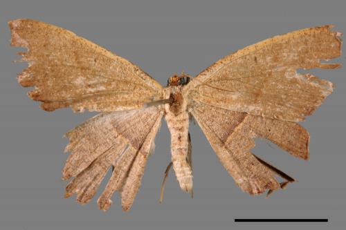 Danala lilacina[褐尖緣尺蛾][00045044]