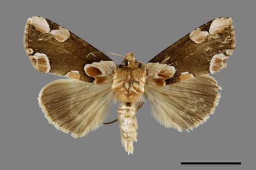 Thyatira batis formosicola[大斑波紋蛾][00071085]