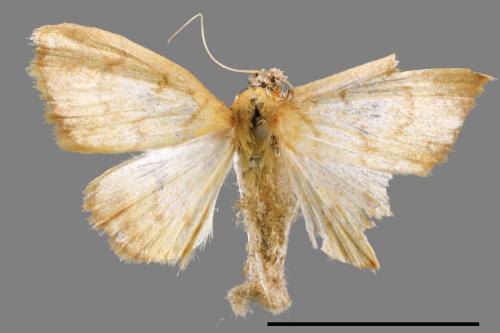 <已分類>Family：Crambidae[草螟科][00064736]