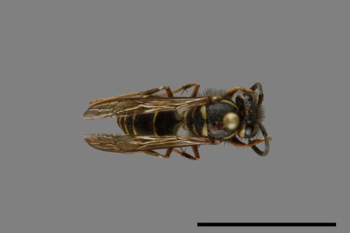 Vespula flaviceps[細黃胡蜂][00073018]