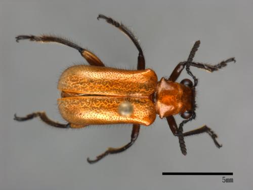 <已分類>Family：Chrysomelidae[金花蟲科][00082231]