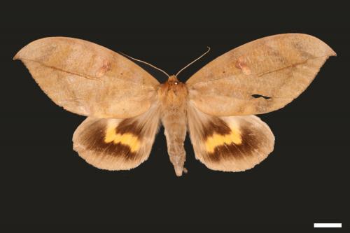 Phyllodes eyndhovii[黃帶擬葉夜蛾][00005137]