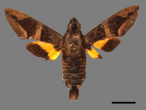 Macroglossum mitchellii imperator[背帶長喙天蛾][00017889]