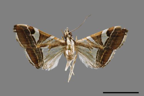 Glyphodes itysalis[00031256]