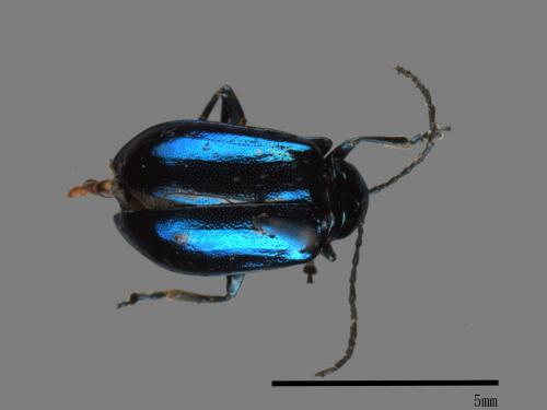 <已分類>Family：Chrysomelidae[金花蟲科][00084116]