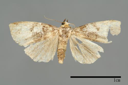 Bryophilina mollicula[00009469]