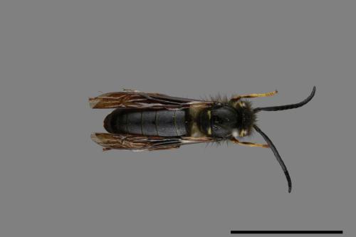 Vespula flaviceps[細黃胡蜂][00073412]