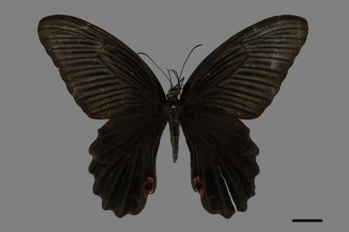 Papilio protenor protenor[黑鳳蝶][00101138]