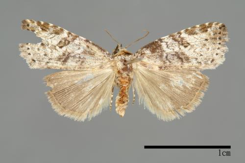 Bryophilina mollicula[00009509]