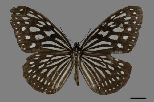 Ideopsis similis[琉球青斑蝶][00093784]