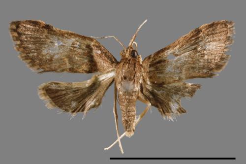 <已分類>Family：Crambidae[草螟科][00067005]