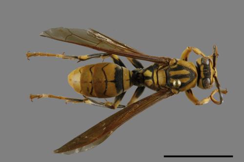 Polistes rothneyi[黃長腳蜂][00119370]