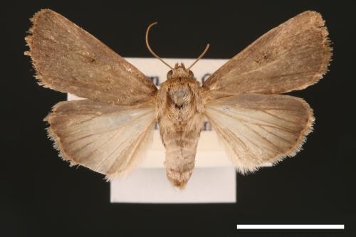 Spodoptera pecten[梳灰翅夜蛾][00002895]