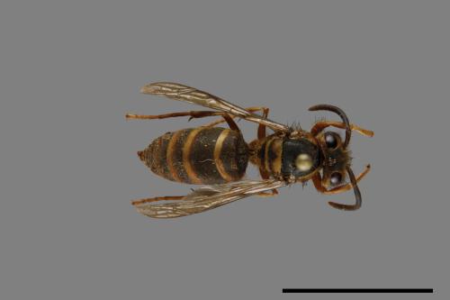 Vespula arisana[阿里山黃胡蜂][00072865]