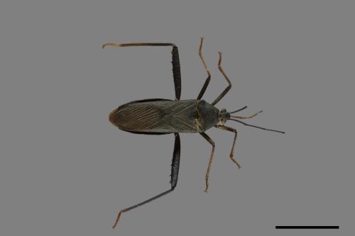 Notobitus meleagris[黑竹緣蝽][00075335]