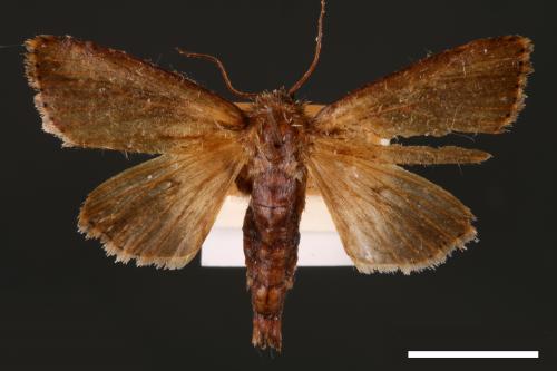 Nonagria nigropunctata[00002654]