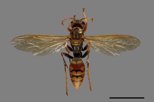 Polistes jokahamae[果馬蜂][00074338]