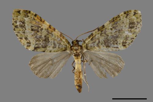 <已分類>Family：Geometridae[尺蠖蛾科][00091456]
