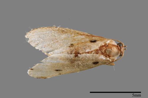 Metaemene atrigutta maculata[麗夜蛾][00009159]