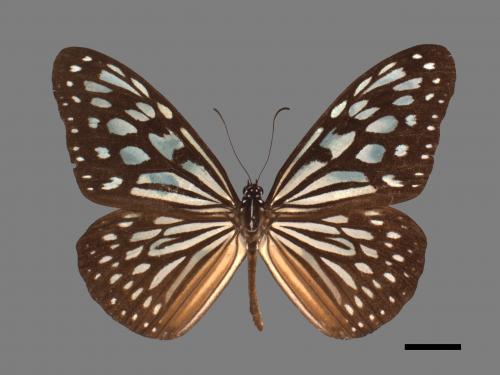 Ideopsis similis[琉球青斑蝶][00026745]