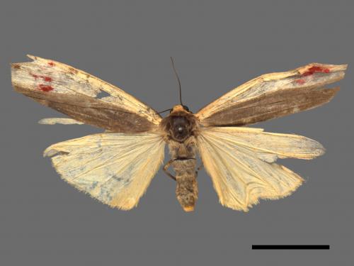 Agylla divisa[梯雙分華苔蛾][00069731]