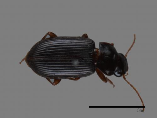 <已分類>Family：Carabidae[步行蟲科][00092700]