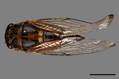 Nipponosemia terminalis[端黑蟬][00070884]