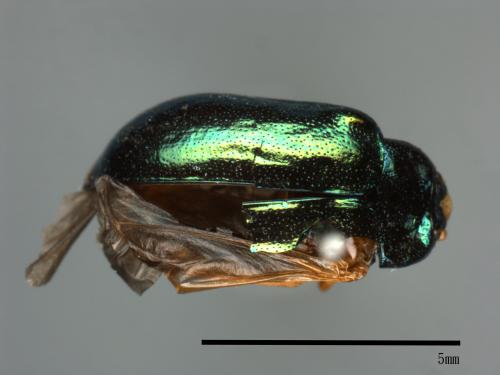 <已分類>Family：Chrysomelidae[金花蟲科][00081217]