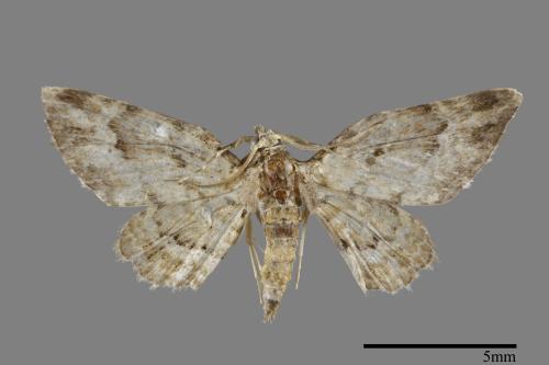 <已分類>Family：Geometridae[尺蠖蛾科][00092118]